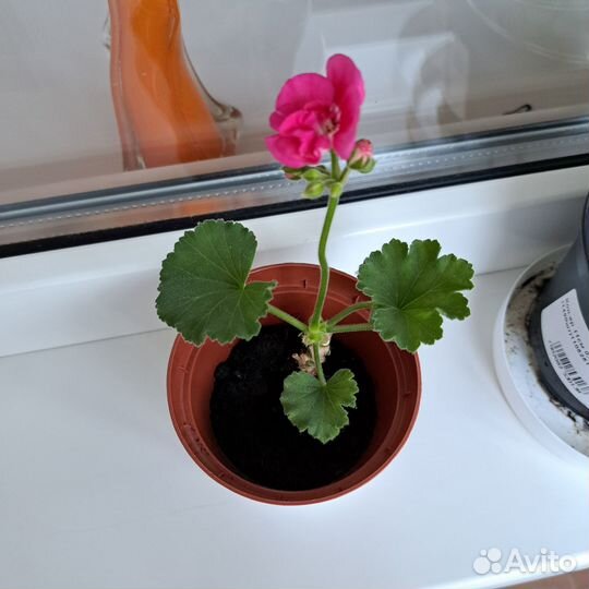 Комнатные цветы, растения герань