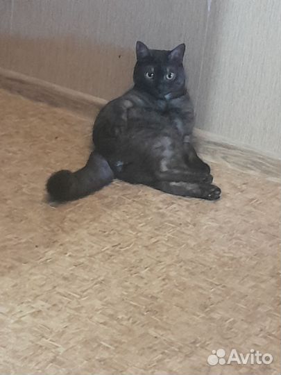 Черный кот