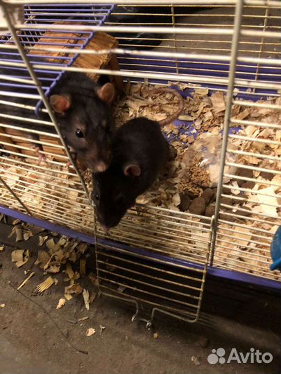 Крыса с клеткой