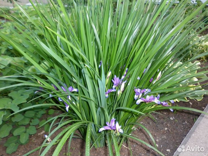 Саженцы ириса