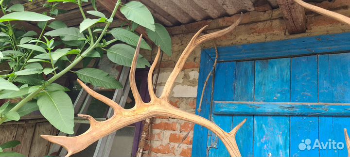 Рога оленя