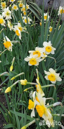 Луковицы нарциссов