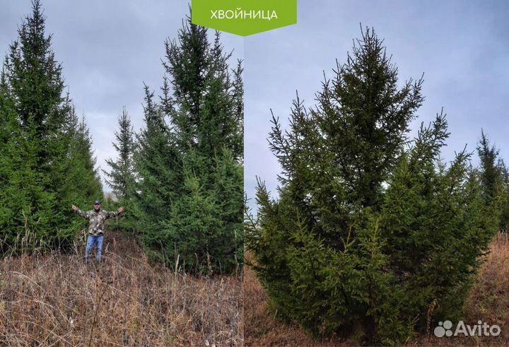 Ель обыкновенная 180 см