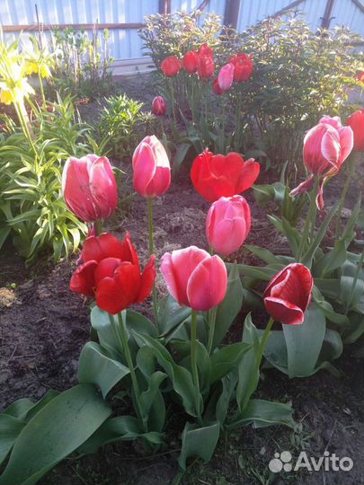 Тюльпаны луковицы