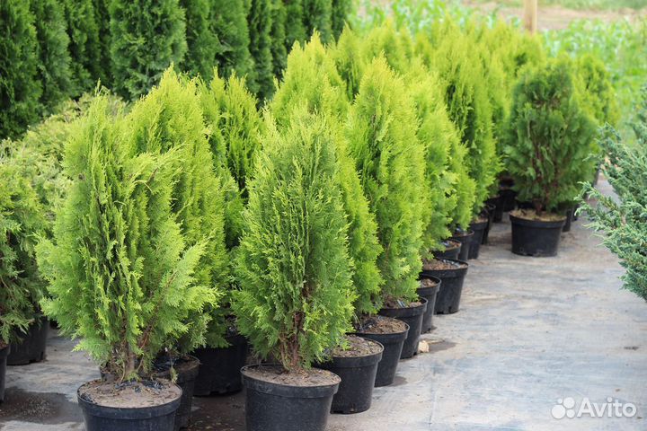 Цветы комнатные