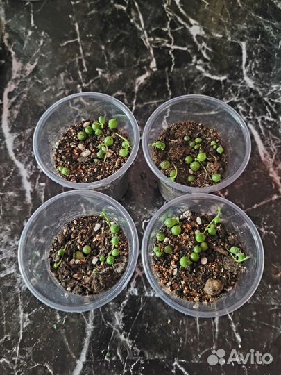 Крестовник роули