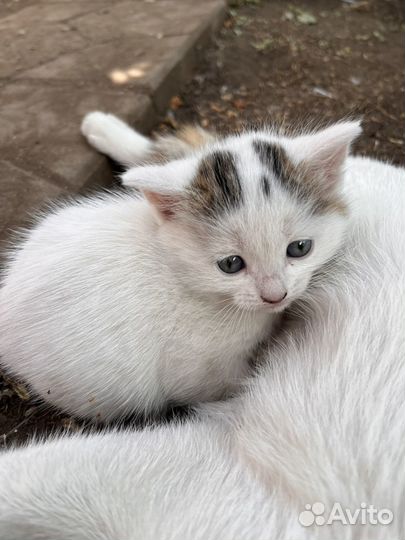 Отдам котят в добрые руки.Котятам 1 месяц