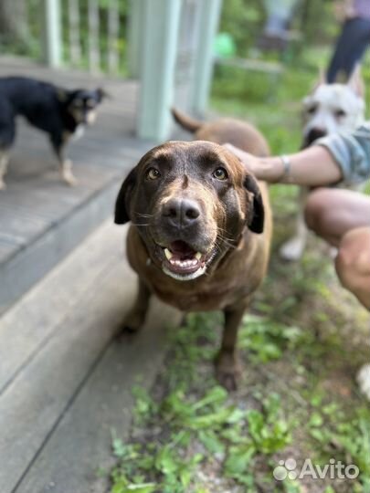 Лабрадор в добрые руки