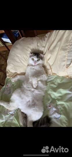 Кот в добрые руки