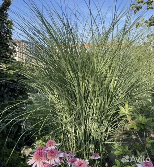 Многолетники для сада цветы