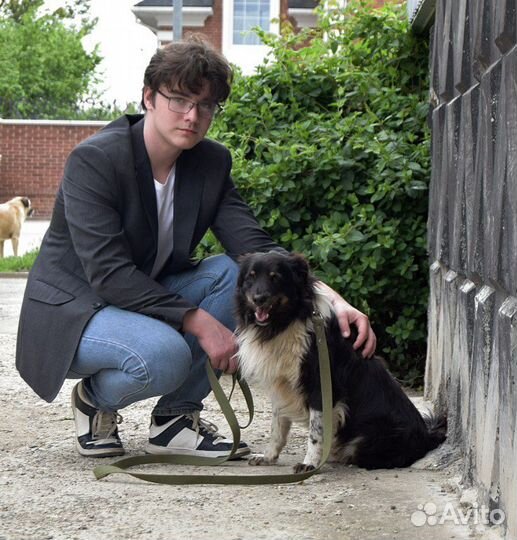 Классный пёс ищет семью