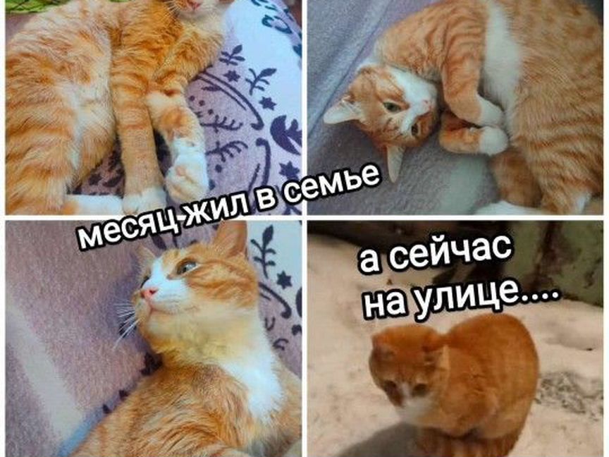 Славный котик в поисках дома