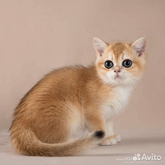 Котик золотая британская шиншилла ny11