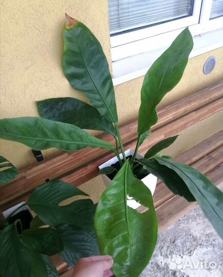 Антуриум Джангл буш