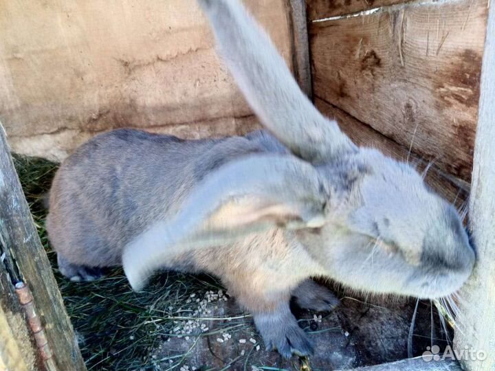 Кролик породы фландр