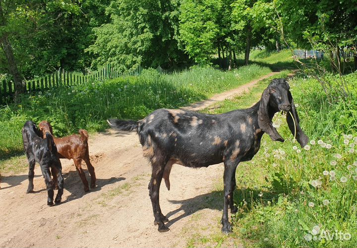 Дойная коза Камори