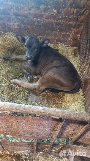 Продаётся бычок