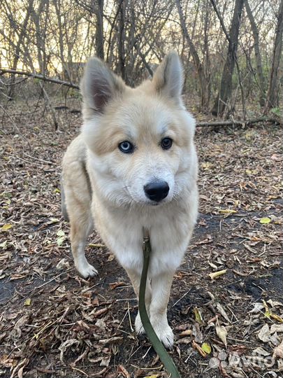 Отдам в добрые руки хаски метис