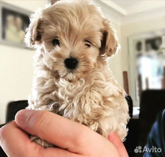 Малыши мальтипу чайные ф1