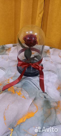 Живая роза в колбе