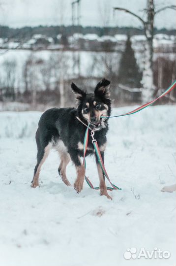 Активная собака для спортсменов