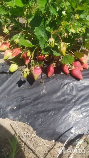 Клубника с грядки, саженцы, голубика