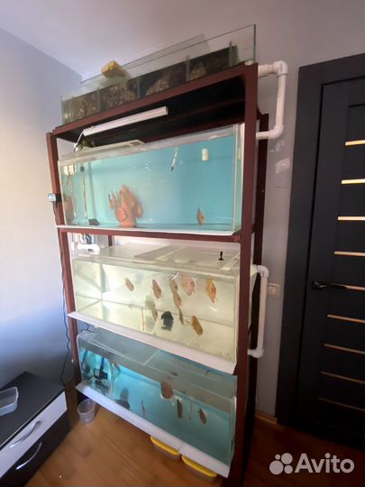 Аквариумная стойка, стурисомы