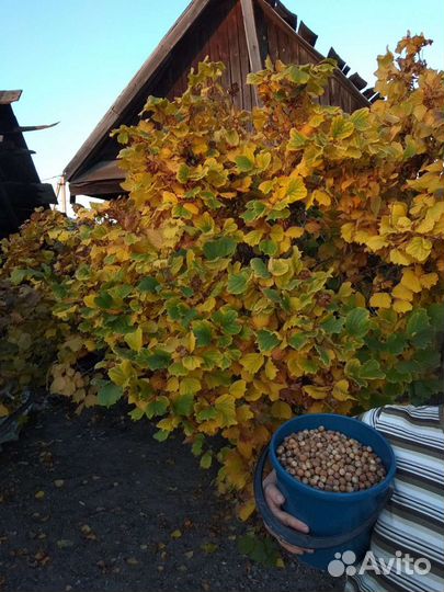 Саженцы фундука