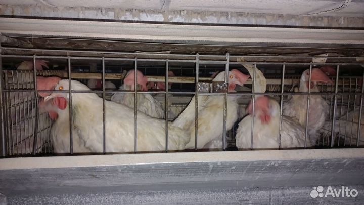 Куры несушки