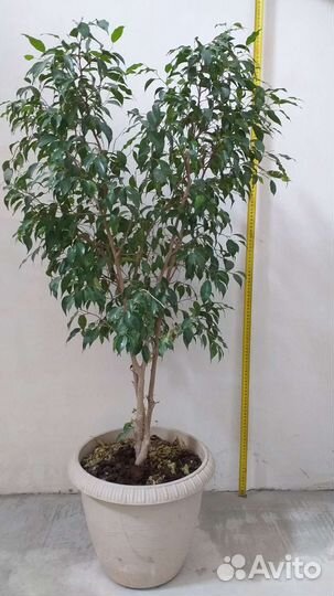Фикус бенджамина большой