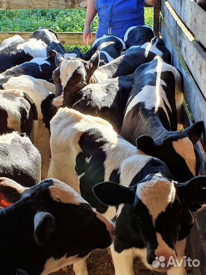 Телята бычки