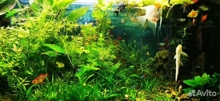 Растения для аквариума