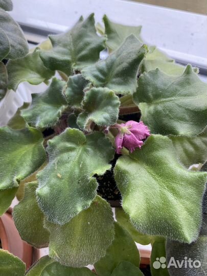 Фиалка с горшком