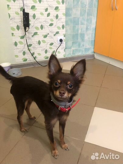 Вязка той-терьер