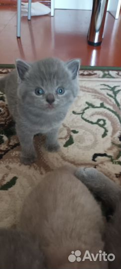 Британская