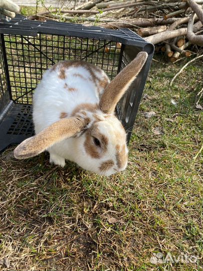 Кролики самец и самки