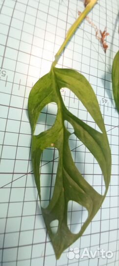 Монстера адансона вариегатная минт