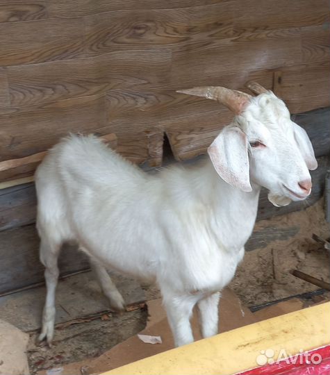 Козлики нубийские