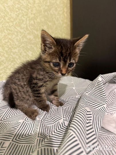 Крошечный котенок