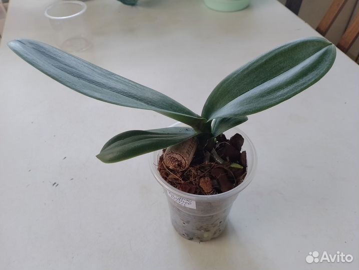 Орхидея фаленопсис 