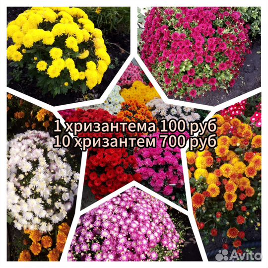 Хризантема