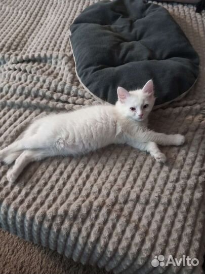 Кошка