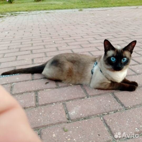 Вязкка кота