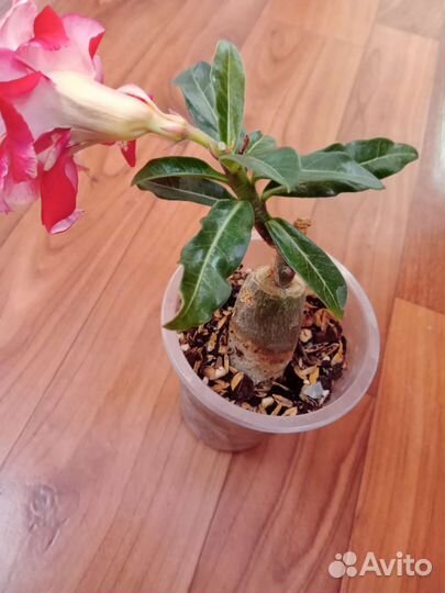 Адениум прививка