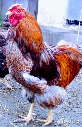 Петухи породистые