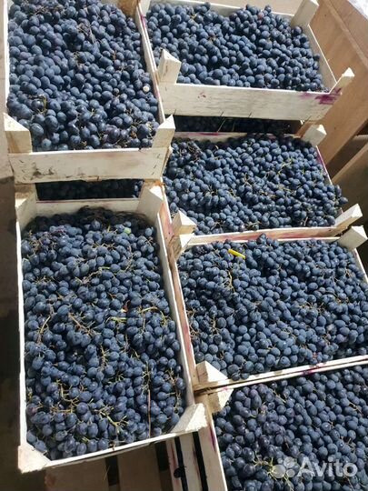 Виноград на вино