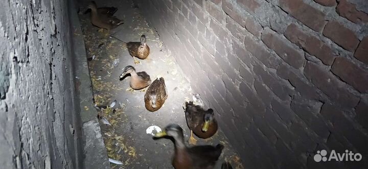 Утки подсадные для охоты, кряква