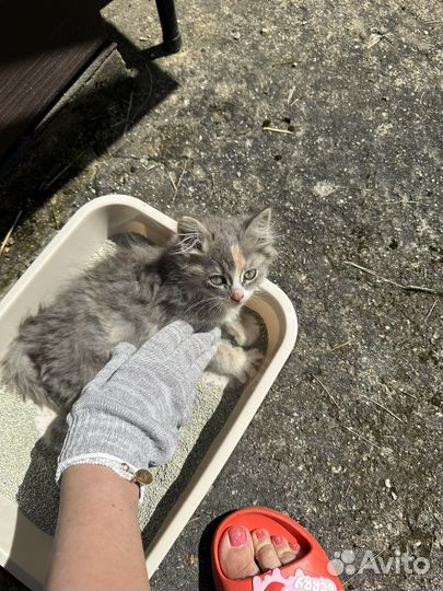 Котята в добрые руки бесплатно