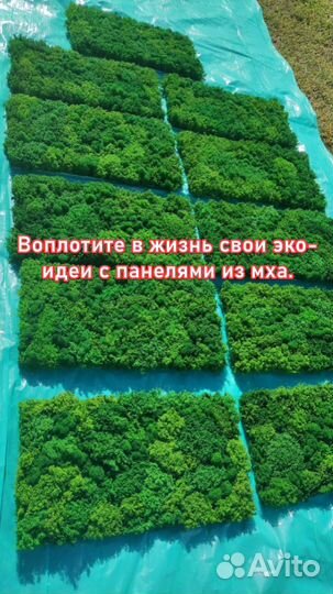 Воплотите в жизнь свои эко-идеи с панелями из мха