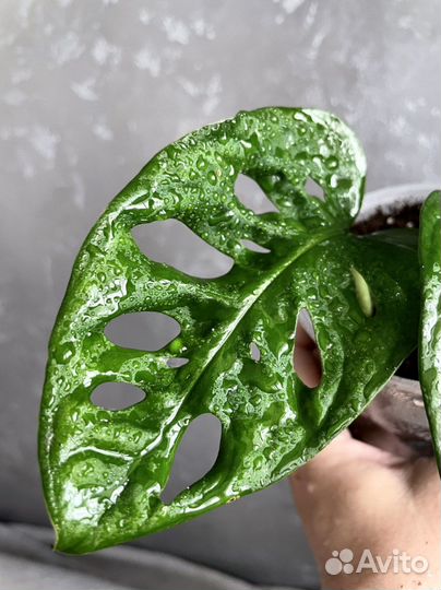 Монстера манки маск